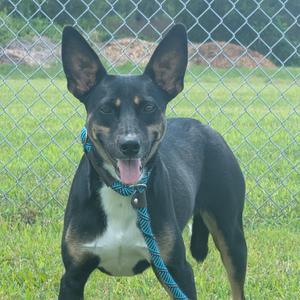 Matilda, Mixed Breed (Small), adult, available for adoption