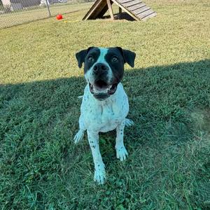 Anna, Terrier, Pit Bull, young, available for adoption