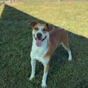 A brown and white dog standing on a grassy field, with its tongue out and ears perked up.