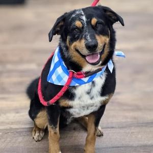 Waylan, Shepherd, Australian, adult, available for adoption