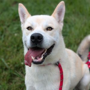 Bowie, Husky, adult, available for adoption
