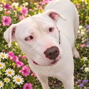 Bridgette, Terrier, Pit Bull, adult, available for adoption