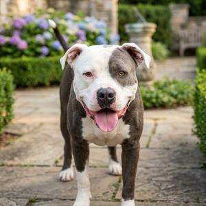 Ford, Terrier, Pit Bull, adult, available for adoption