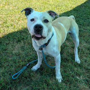 Xander, Mixed Breed (Medium), adult, available for adoption