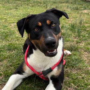 Domino, Hound, adult, available for adoption
