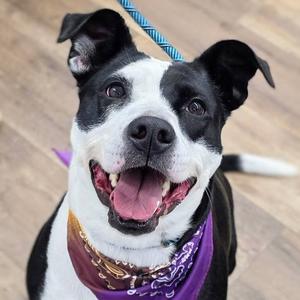 Stefanie, Mixed Breed (Large), adult, available for adoption