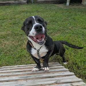 Lexus "Lexi", American Blue Heeler, young, available for adoption