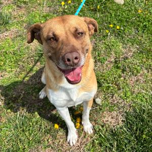 Mr. Bojangles, Retriever, Labrador, adult, available for adoption