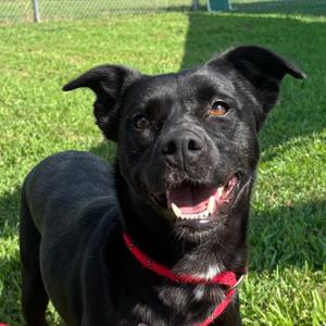 Jasmine "Jazzy", Mixed Breed (Medium), adult, available for adoption