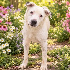 Moon Pie, Terrier, Pit Bull, adult, available for adoption