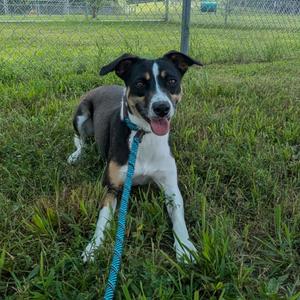 Delilah, Mixed Breed (Small), adult, available for adoption