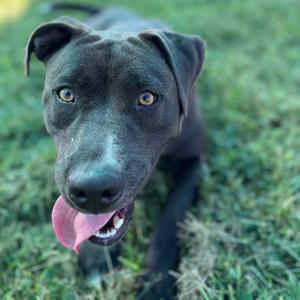 A black dog with brown eyes and a pink tongue sticking out, lying on grass.