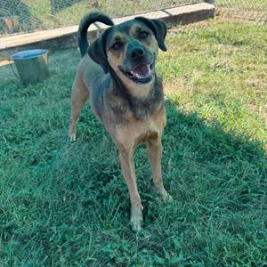 Chai, Black Mouth Cur, adult, available for adoption