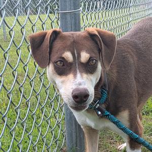A brown and white dog with floppy ears and a blue leash standing in front of a chain-link fence.