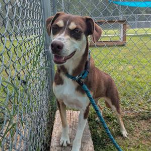 Ophelia, Mixed Breed (Small), adult, available for adoption