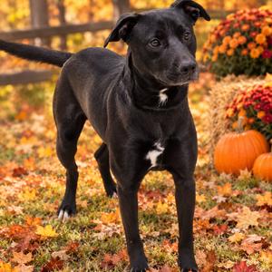 Angus, Retriever, Black Labrador, adult, available for adoption