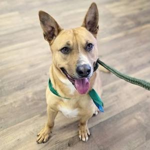 Dunkin, Mixed Breed (Large), adult, available for adoption