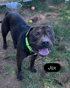 Jax, Pit Bull Terrier, adult, available for adoption