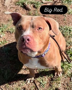Big Red, Pit Bull Terrier, young, available for adoption
