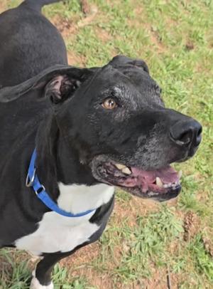Chaos, Black Labrador Retriever / Pit Bull Terrier, senior, available for adoption