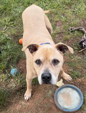 Titus, Pit Bull Terrier, senior, available for adoption