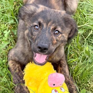 Jupiter, Shepherd, Australian, puppy, available for adoption