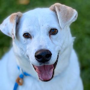 Gable (bonded to Gigi), Pyrenees, Great, senior, available for adoption