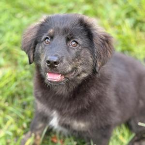 Mecurio, Shepherd, Australian, puppy, available for adoption