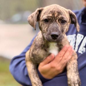 Tierra, Shepherd, Australian, puppy, available for adoption