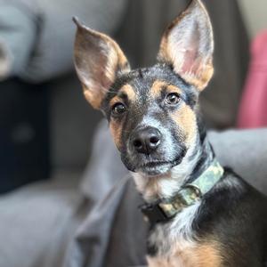 Pickle, Shepherd, German, puppy, available for adoption