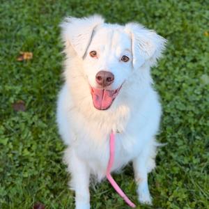 Gigi (bonded with Gable), Pyrenees, Great, senior, available for adoption