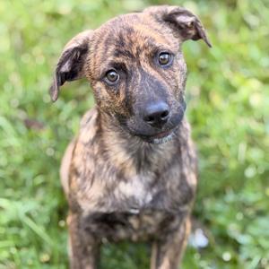 A brindle puppy with floppy ears standing in a grassy area.