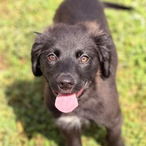 Saturno, Shepherd, Australian, puppy, available for adoption