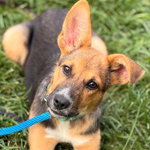 Pam, Shepherd, German, puppy, available for adoption