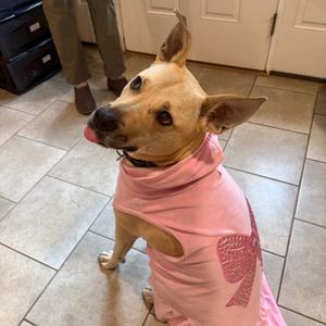 Cristal, Retriever, Yellow Labrador, adult, available for adoption