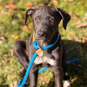 Charlee, Retriever, Black Labrador, puppy, available for adoption