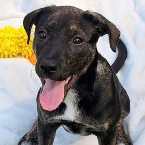 Venus, Shepherd, Australian, puppy, available for adoption