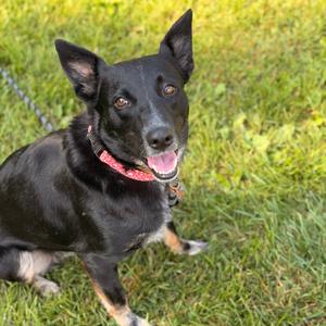 Allie, Cattle Dog, Australian (Blue Heeler), young, available for adoption
