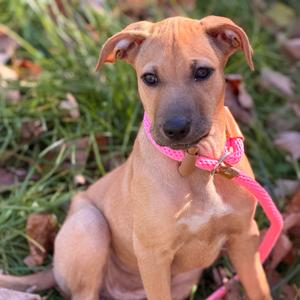Bea, Retriever, Black Labrador, puppy, available for adoption