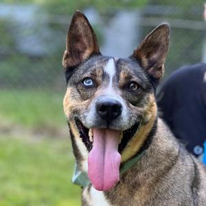 A happy dog with blue eyes and a pink tongue sticking out, wearing a green collar.