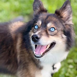 Marti, Husky, Siberian, adult, available for adoption