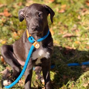 Sean, Retriever, Black Labrador, puppy, available for adoption