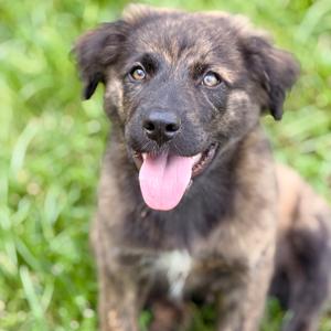 Urano, Shepherd, Australian, puppy, available for adoption