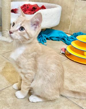 Sawyer, kitten, available for adoption