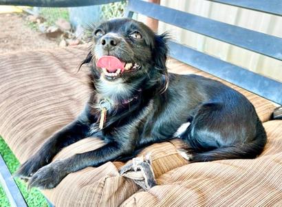 Briar, Mixed Breed, young, available for adoption