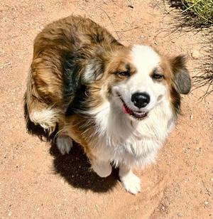 Heidi, Australian Shepherd Mix, adult, available for adoption