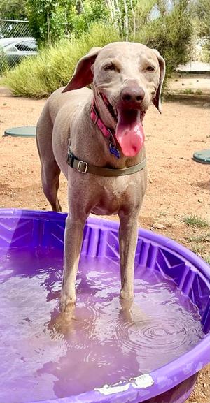 Dixie, Weimaraner Mix, adult, available for adoption