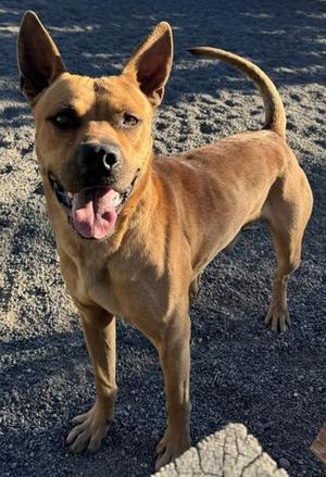 Ranger, Akita, young, available for adoption