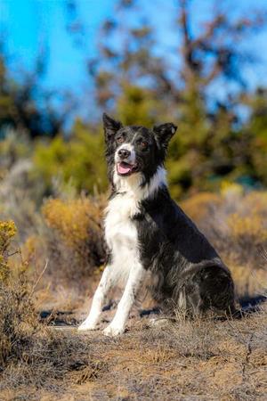 Dante, Border Collie, adult, available for adoption
