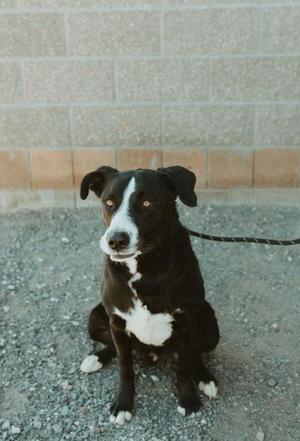 Sully, Border Collie, senior, available for adoption